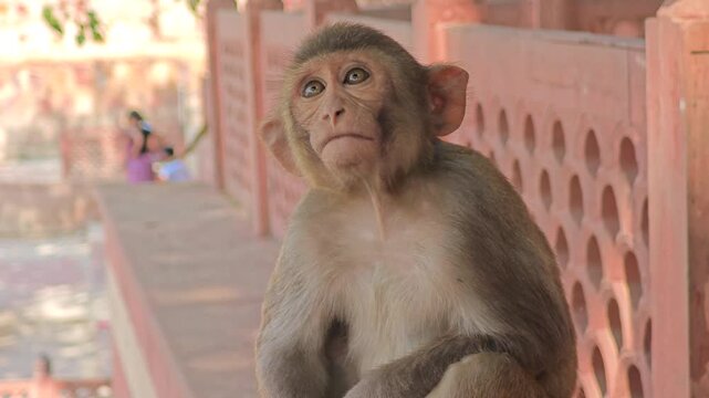 Closeup portrait of a city monkey in India