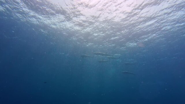Maafushi, Maldives: Footage of group of dolphins swimming away from divers on shallow water in Maafushi, an island in Kaafu Atoll of Maldives