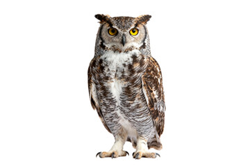 Naklejka premium Great Horned Owl Portrait with Yellow Eyes