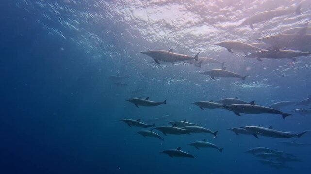 Maafushi, Maldives: Footage of group of dolphins swimming away from divers on shallow water in Maafushi, an island in Kaafu Atoll of Maldives