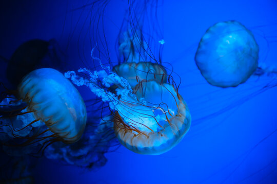 Close-up of Pacific Sea Nettle Jellyfish in blue water for ocean beauty and underwater predator concept