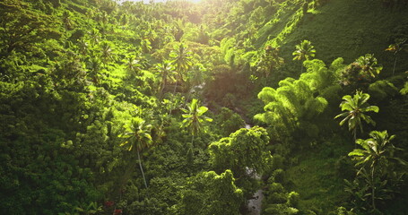 Tropical nature panoramic background. Lush green rainforest fills a sunset sunlit valley in Savusavu, Vanua Levu, Fiji, with dense canopy, palms, bamboo and a winding stream through vibrant wilderness