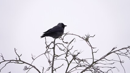 Kawka siedząca na nagich gałęziach drzewa i dziobiąca kawałek zawieszonej słoniny