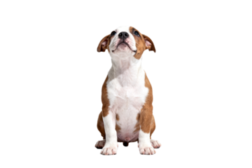 Cute Brown and White Puppy Sitting Up