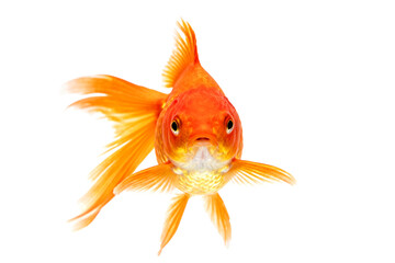 Fototapeta premium Close-up of a Vibrant Orange Goldfish