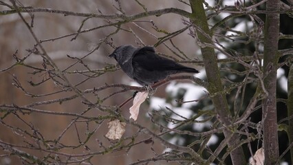 Kawka siedząca na nagich gałęziach drzewa i dziobiąca kawałek zawieszonej słoniny © tomo81
