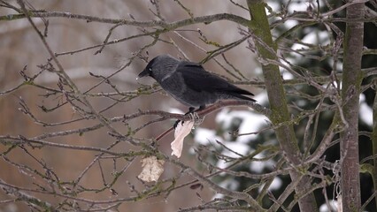 Kawka siedząca na nagich gałęziach drzewa i dziobiąca kawałek zawieszonej słoniny © tomo81
