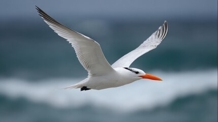 Fototapeta premium A white bird with an orange beak is soaring gracefully above the ocean waves. The sky is overcast, emphasizing the serene coastal atmosphere.