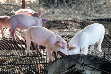 Cute piglet eating from feeding trough at farm, multiple young pings feeding together behavior and livestock management