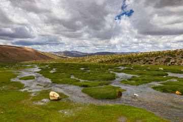 Green pastures on the way through the Altiplano