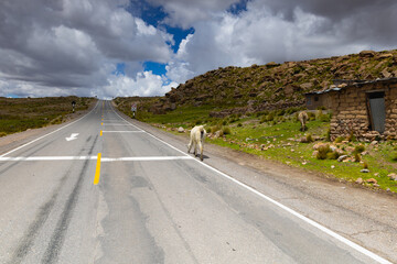 Llamas on the road through the Altiplano