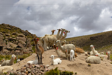 The heard of llamas on the Altiplano, Arequipa, Peru