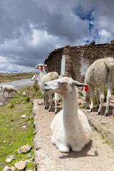 The heard of llamas on the Altiplano, Arequipa, Peru