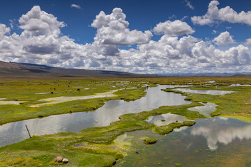 Herd of llamas, alpacas and vicunas on the pasture in Altiplano