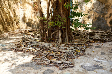 Prison Island Sansibar Tansania