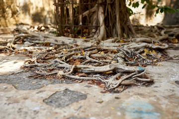 Prison Island Sansibar Tansania