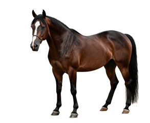 Obraz premium Majestic Brown Horse Standing Proudly Alone