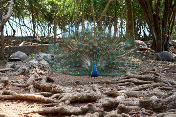 Prison Island Sansibar Tansania