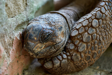 Prison Island Sansibar Tansania