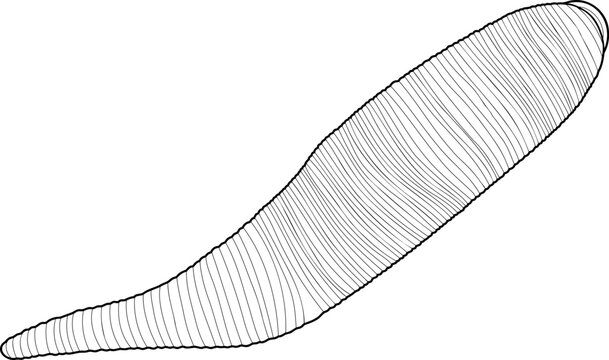 Coloring page with leech isolated on white background