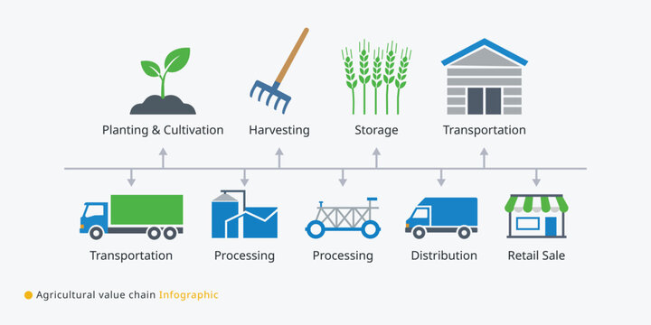 Agricultural value chain infographic diagram showing farm to market process of planting harvesting storage and retail sale
