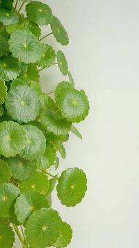 Fresh centella leaves background for natural skincare and cosmetic formulation