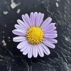 Macro Digital Illustration of a Single Purple Daisy with a Detailed Yellow Center on Black Background

