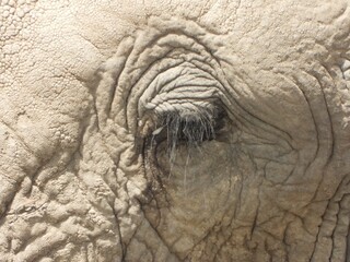 close up of an elephant