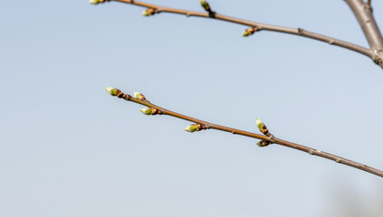 Birch tree buds opening close up spring forest nature background young leaves growth seasonal transition copy space ecology environment macro