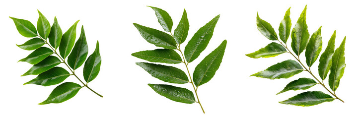 Fototapeta premium Three fresh green curry leaf sprigs with water droplets isolated on a transparent background leaves