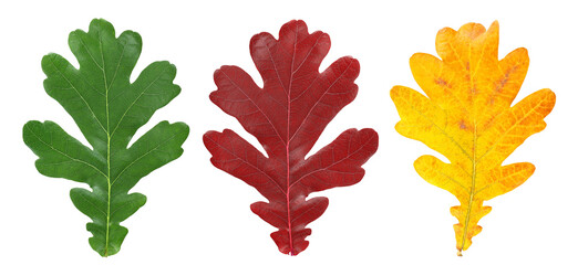 Green, yellow and red oak leaf isolated on a white background, top view.