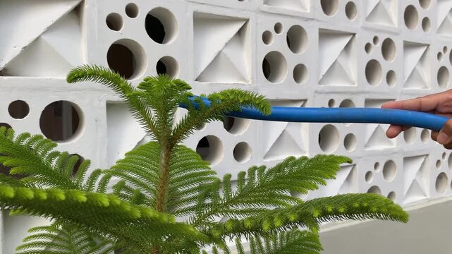 Watering a Norfolk Island Pine tree with a blue garden hose against a white decorative breeze block wall.