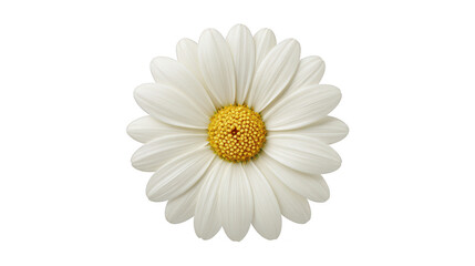Obraz premium White daisy flower yellow center isolated botanical nature closeup petal fresh spring cheerful detailed macro natural beauty floral bloom garden