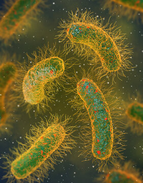 Medical education, pathogenic bacteria salmonella, enterobacteria, rod-shaped, disease affecting the intestinal tract, 3d rendering