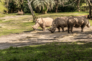 Three rhinos are grazing in a grassy field. The rhinos are eating grass and are in a peaceful environment