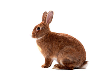 Obraz premium Red Domestic Rabbit with White Markings