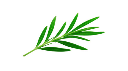Fototapeta premium Green rosemary herb leaf isolated on transparency background, fresh aromatic culinary ingredient used for cooking, seasoning, and garnish, Mediterranean cuisine, healthy organic food