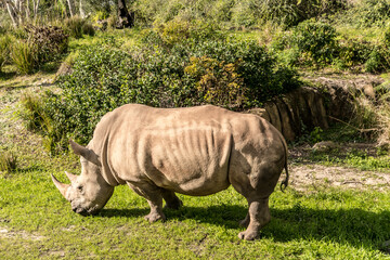 Obraz premium A rhino is eating grass in a field. The rhino is large and has a long neck