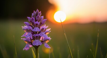 Orchid at Sunset: A captivating orchid, its delicate petals kissed by the golden glow of the setting sun, stands tall in a serene field. It's a tribute to the exquisite beauty of nature. 