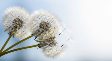 Whispers of the Wind: Capture the delicate beauty of dandelion seed heads, poised against the sky, as they prepare to disperse their tiny parachutes, evoking a sense of lightness and fleeting moments.