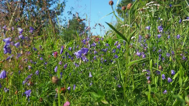 Serene beauty of Karelia taiga biome, featuring vibrant blue and purple meadow bellflowers swaying gently in the light breeze. This picturesque scene showcases nature tranquility and stunning colors.