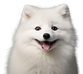 Fototapeta premium PNG Arctic fox portrait mammal animal.
