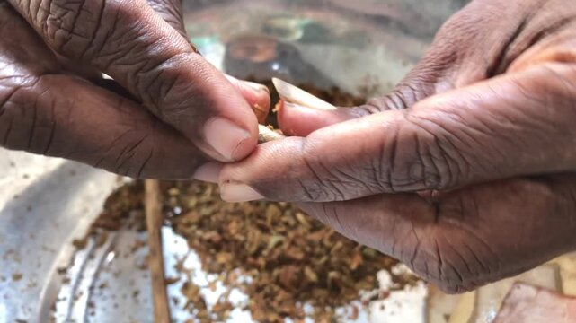 A close up video of the hands of a woman working in the beedi industry, a small business that produces in Asian countries.