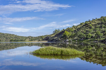 Fleurs sauvages au bord d'un lac en Namibie