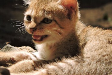 A young kitten resting on rocks in natural sunlight, captured outdoors with warm tones and natural shadows. © Ismasiraj