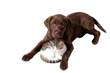 Chocolate Labrador Retriever Puppy with Kitten Companion