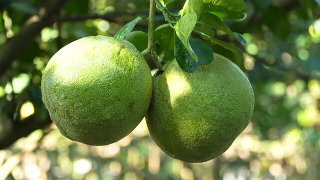Beautiful close-up of two fresh green pomelos on a branch in a sunlit Vietnamese orchard.