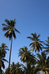 Obraz premium Clear blue skies above Lao coconut trees, capturing tropical scenery and natural greenery.