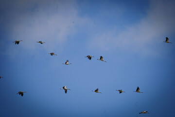 Fototapeta premium Storks Flying Across Blue Sky
