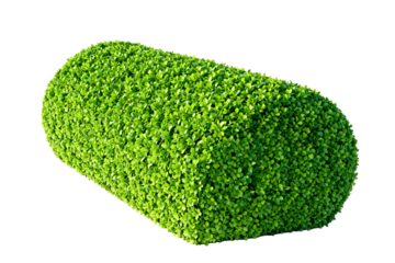 Neatly Trimmed Green Boxwood Hedge Cylinder